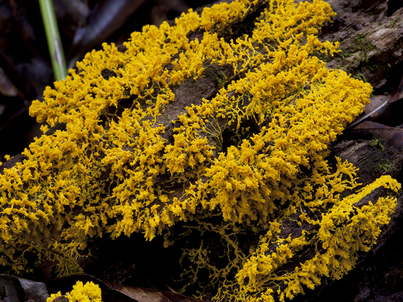Yellow Slime Mould
