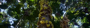 Daintree Rainforest flora
