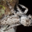 Woolly Jumping Spider