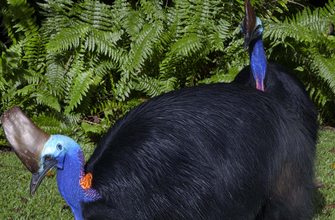 Living with Cassowaries