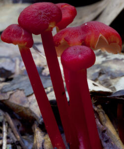 Daintree Rainforest fungi